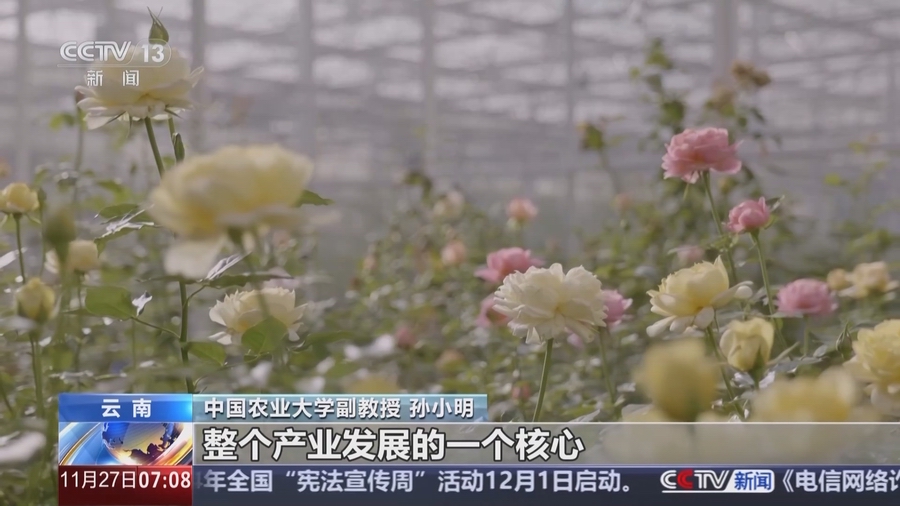 云南：一朵“云花”的奇特旅程(图6)