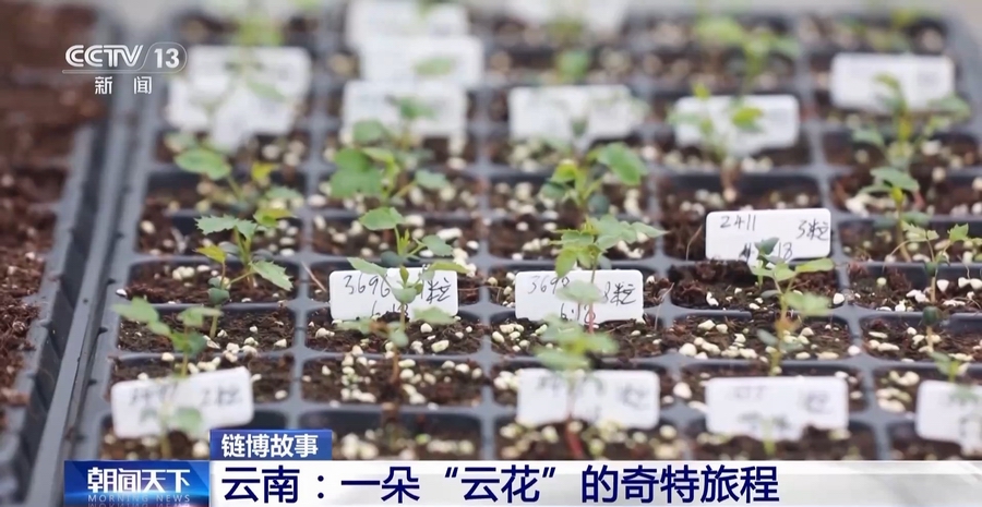 云南：一朵“云花”的奇特旅程(图7)