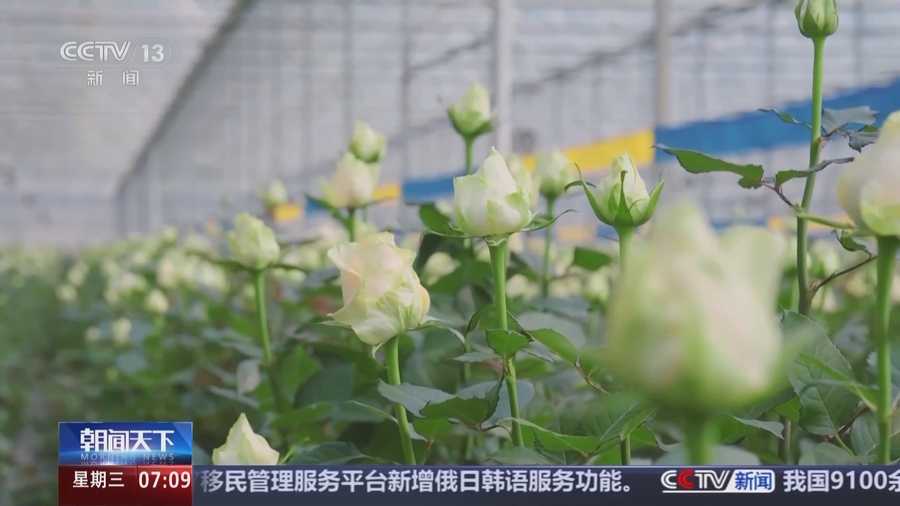 云南：一朵“云花”的奇特旅程(图9)