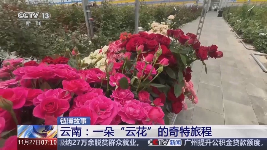 云南：一朵“云花”的奇特旅程(图11)
