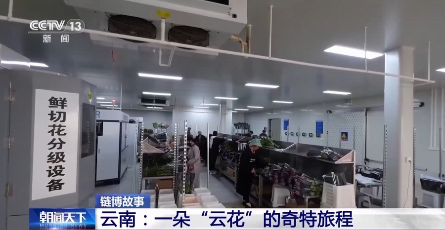 云南：一朵“云花”的奇特旅程(图12)