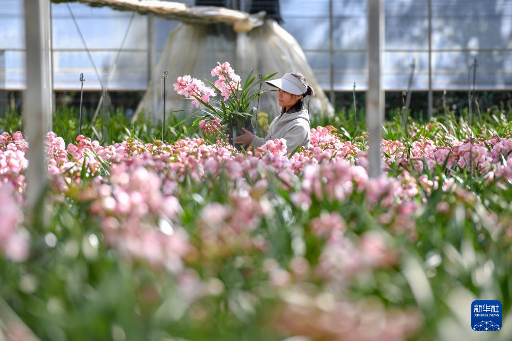 “花都”昆明年宵花产销一线扫描_新华网(图3)