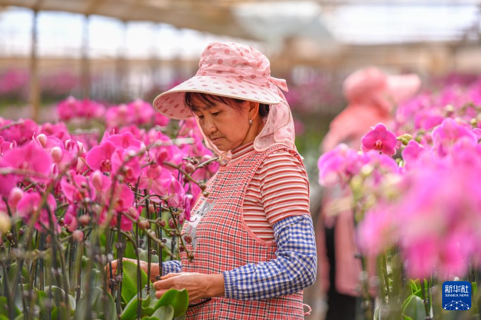 “花都”昆明年宵花产销一线扫描_新华网(图4)