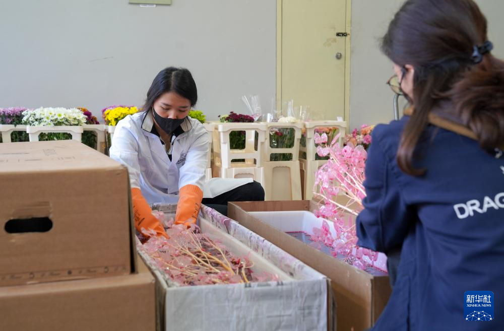 “花都”昆明年宵花产销一线扫描_新华网(图5)