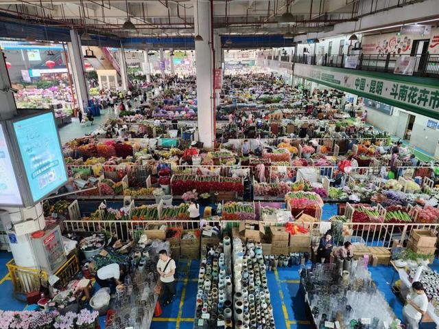 一年售出135亿枝鲜切花云南昆明花卉产业链带动百万人就业(图2)