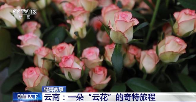 从花田到花瓶这里的鲜花还要坐一趟“过山车”→(图3)