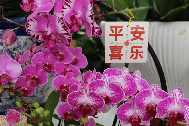 顺义年宵花卉登上《新闻联播》！快来看选购指南(图1)