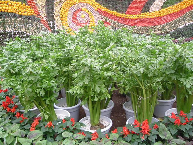 山东蔬菜运往西伯利亚：-40℃度用6层草帘子4000公里走100小时(图18)