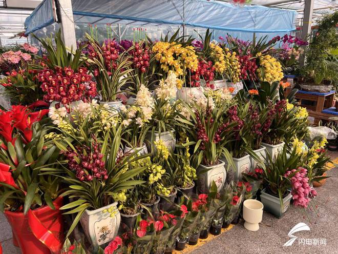 日照依河花卉市场年宵花热销蝴蝶兰成销量之王(图3)