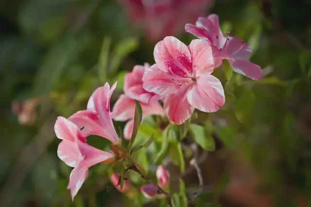一朵花读懂一座城｜我国已有近三百个城市确立市花(图3)
