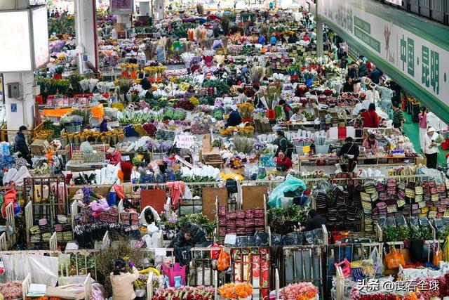 昆明斗南花卉：连续25年蝉联全国第一花卉产业的璀璨明珠！(图2)