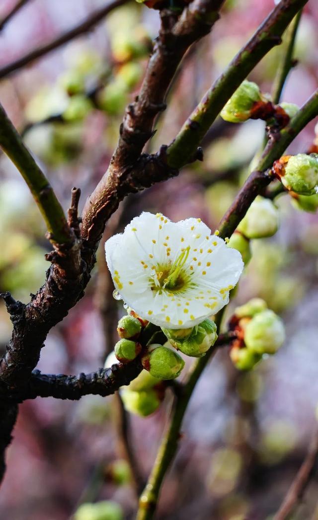 今年梅花花期推迟即将迎来最佳观赏期(图4)