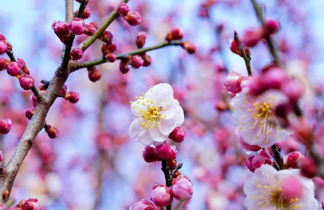 今年梅花花期推迟即将迎来最佳观赏期(图6)