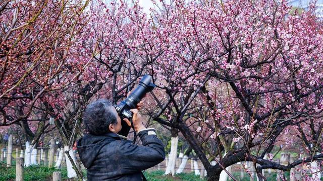 今年梅花花期推迟即将迎来最佳观赏期(图5)