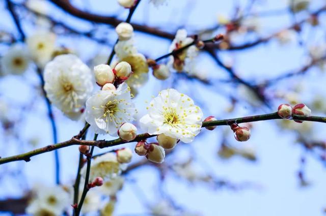 今年梅花花期推迟即将迎来最佳观赏期(图1)