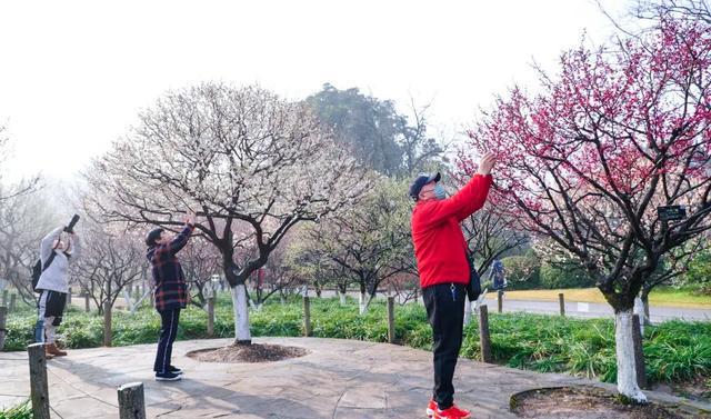 今年梅花花期推迟即将迎来最佳观赏期(图3)