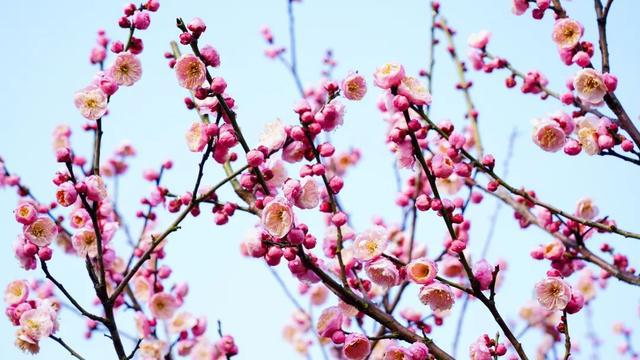 今年梅花花期推迟即将迎来最佳观赏期(图2)