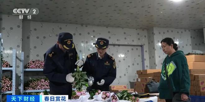 云南鲜花实现韩国次日达！春日鲜切花陆续“上新”内销出口两旺(图4)