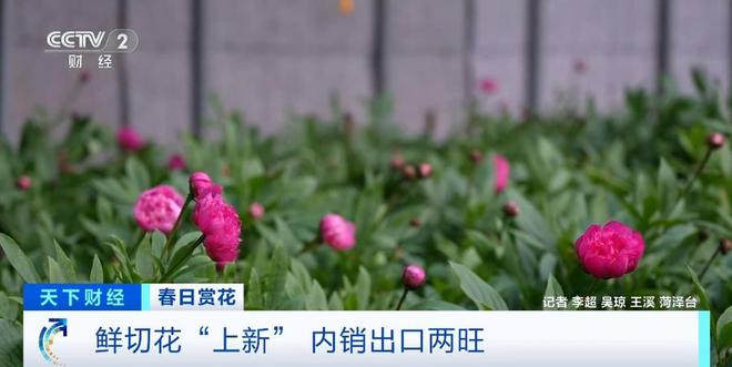 云南鲜花实现韩国次日达！春日鲜切花陆续“上新”内销出口两旺(图3)