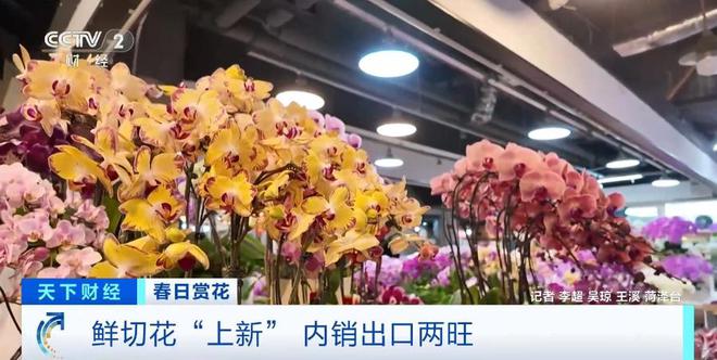 云南鲜花实现韩国次日达！春日鲜切花陆续“上新”内销出口两旺(图2)