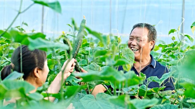 总产值755亿元！2024年大理这项工作稳定向好→(图2)