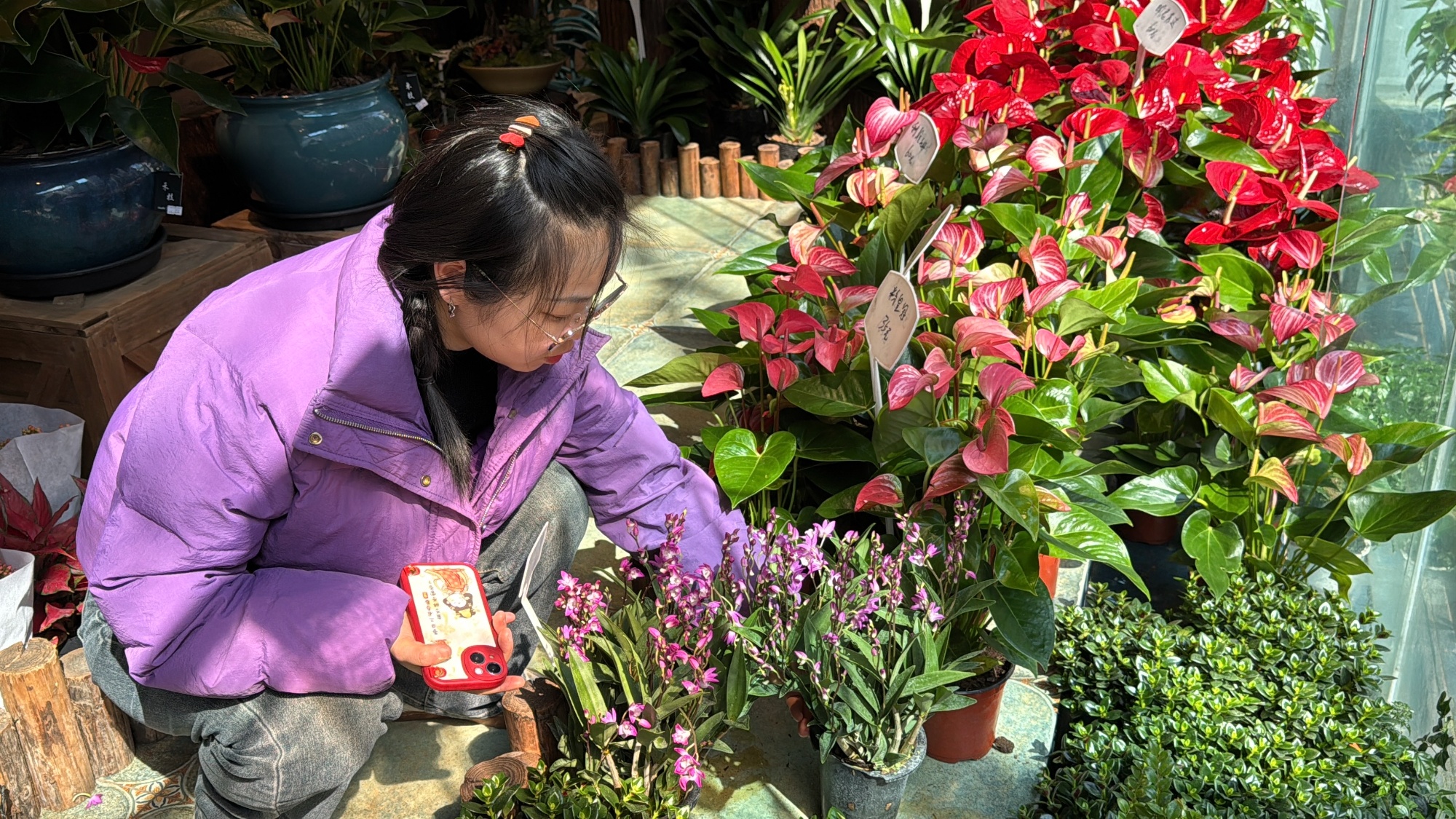 成都鲜花经济“绽放”：线下购销两旺线上订单激增(图2)