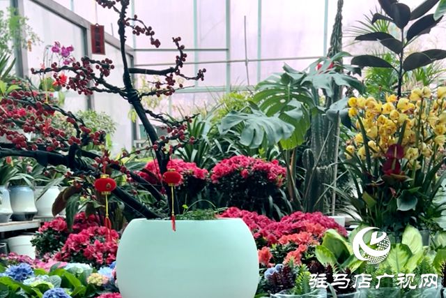 驻马店：“三八”节临近鲜花市场销售火爆(图1)