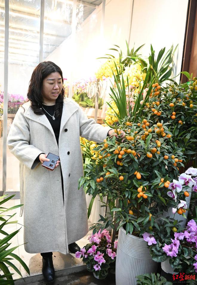 成都花卉市场春节前“大红大紫”！商家：一天销量顶平常一两个月(图3)