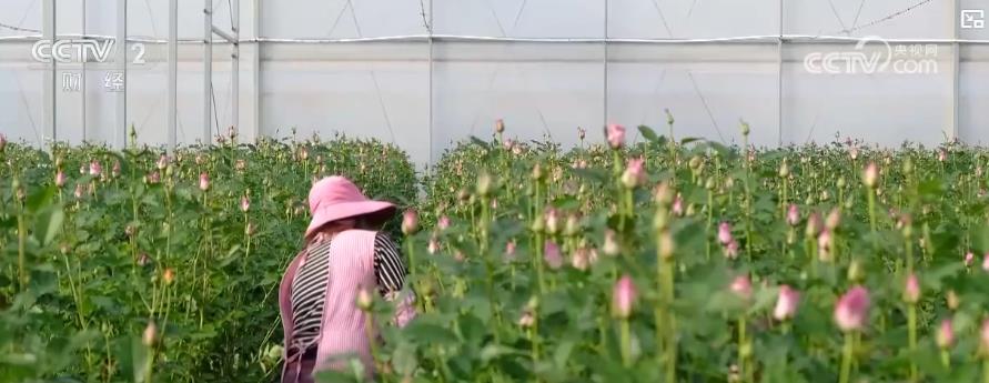 节后鲜花消费热度不减“美丽经济”延续火热行情(图1)