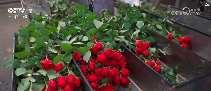 节后鲜花消费热度不减“美丽经济”延续火热行情(图2)