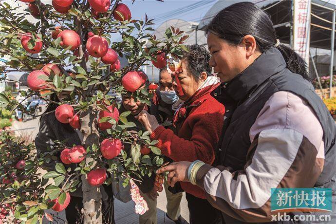 广州花卉市场迎节前高峰一天卖出平时一个月的花商家要“推迟放假”(图1)