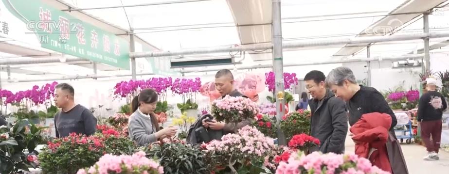 花卉市场年宵花走俏消费者争相选购迎新春(图1)