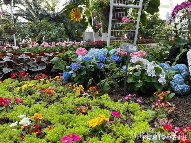 腊月二十九！2025年植物园新春花展4万余株植物、花卉惊艳亮相(图1)