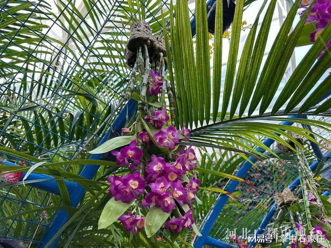腊月二十九！2025年植物园新春花展4万余株植物、花卉惊艳亮相(图7)