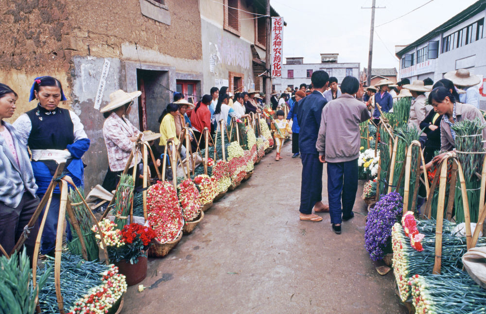 中国经济样本观察·“镇”了不起｜从花田花市到花都鲜花“绽放”出双百亿“浪漫经济”(图1)