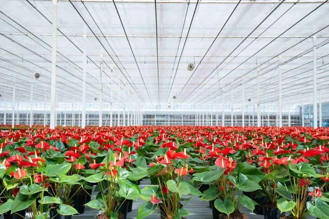 高考地理鲜花经济(图6)