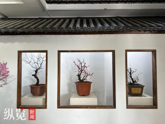 石家庄市植物园新春花展于28日开幕4万余株绿植鲜花等你来(图5)