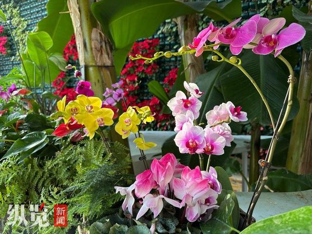 石家庄市植物园新春花展于28日开幕4万余株绿植鲜花等你来(图4)