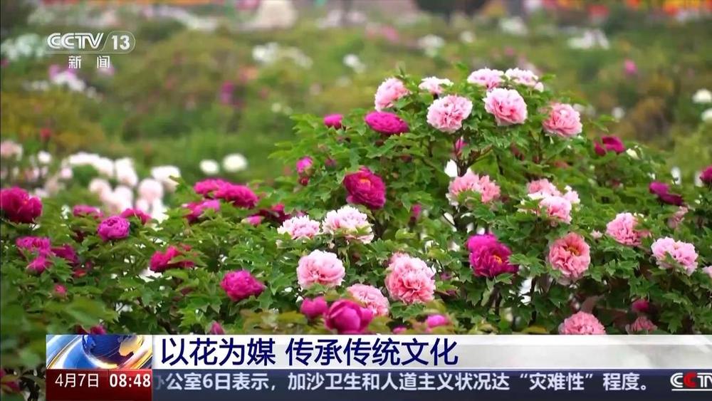 以花为媒人间四月天来山东菏泽赏牡丹(图7)