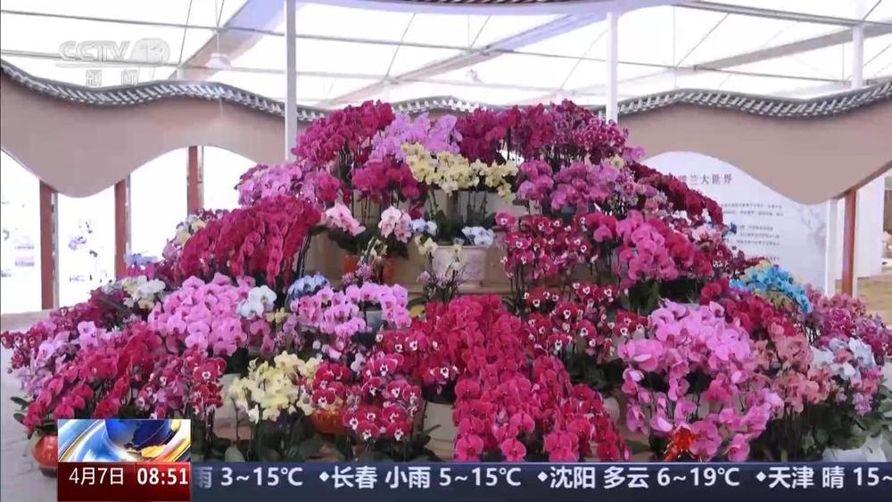 以花为媒人间四月天来山东菏泽赏牡丹(图13)
