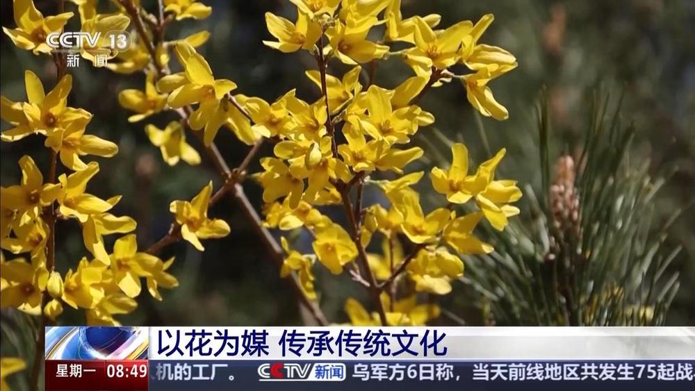 以花为媒人间四月天来山东菏泽赏牡丹(图10)