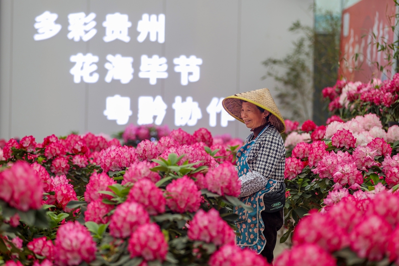 杜鹃花引领“美丽经济”闯新路(图3)