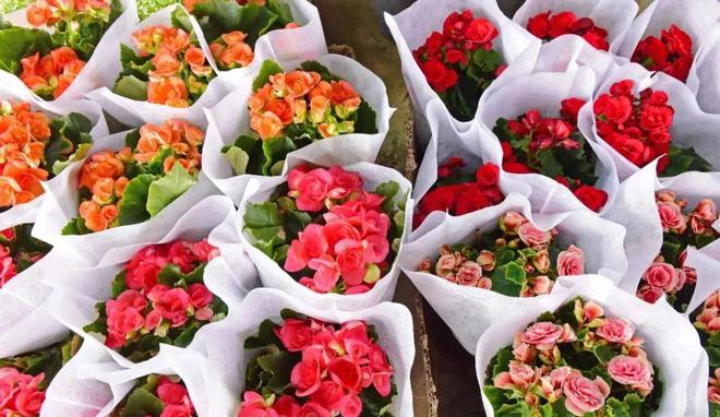 花都花市热闹来袭！(图14)