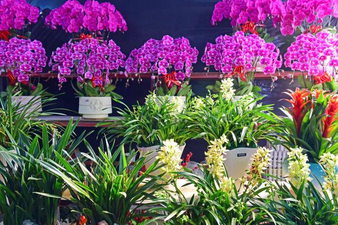 花都花市热闹来袭！(图2)