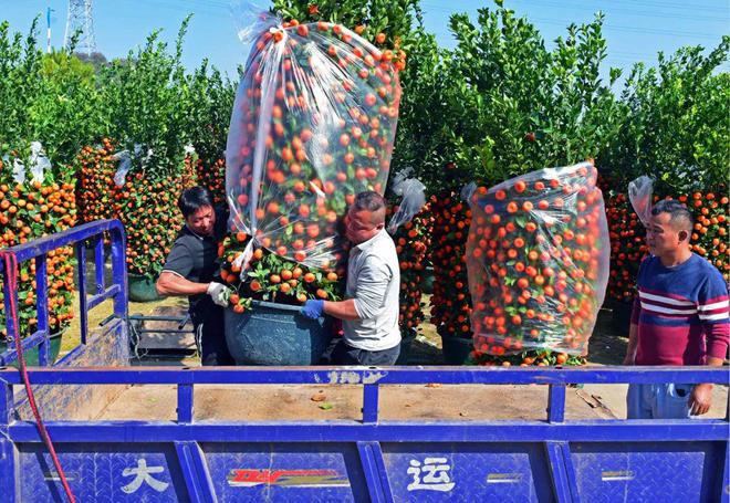花都花市热闹来袭！(图5)