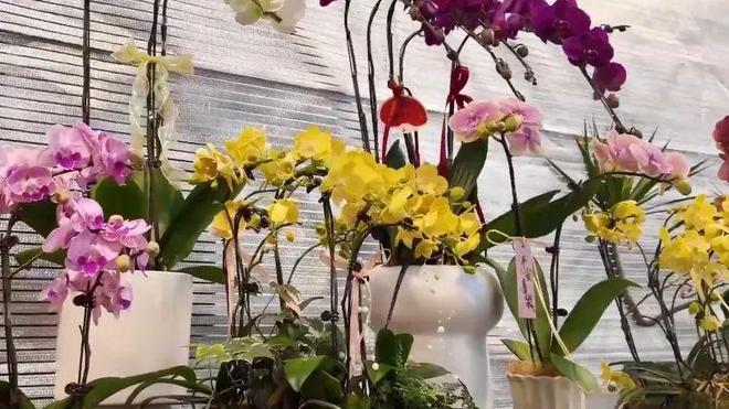 通川区：花卉市场春意浓鲜花绿植购销旺(图4)