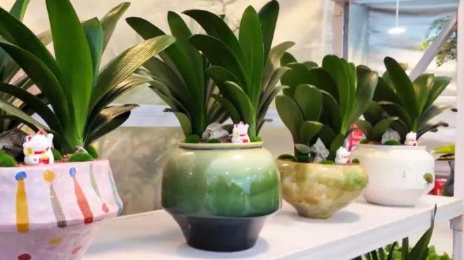 通川区：花卉市场春意浓鲜花绿植购销旺(图3)