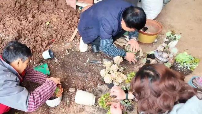 通川区：花卉市场春意浓鲜花绿植购销旺(图2)