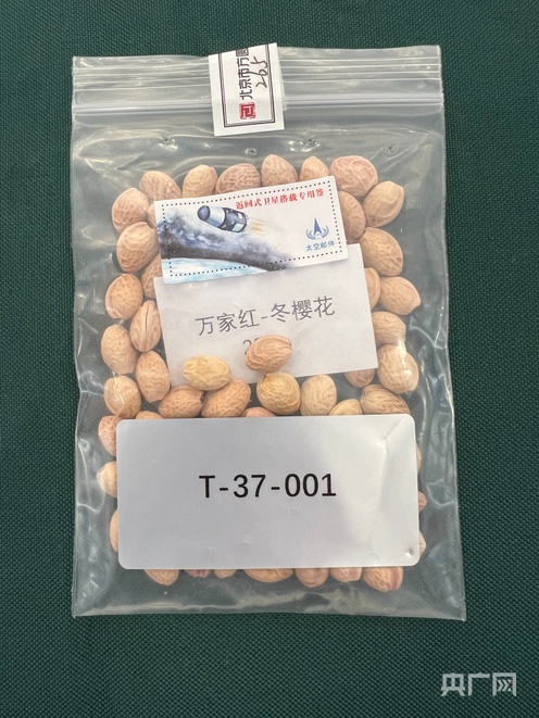 220克樱花种子遨游太空后“回家”云南华宁樱花开展太空育种工作(图1)