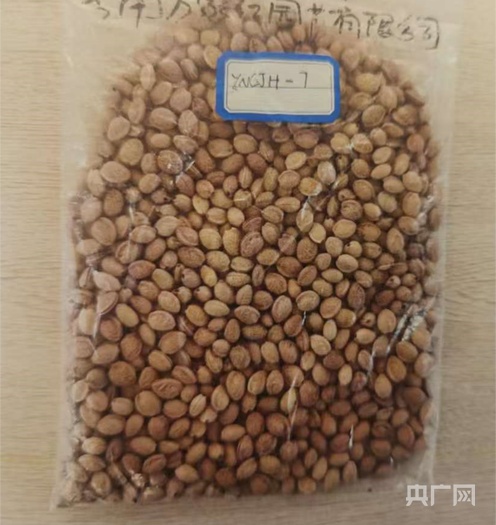 220克樱花种子遨游太空后“回家”云南华宁樱花开展太空育种工作(图2)